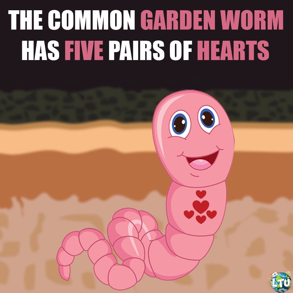 Learn The Universe på Twitter: "Even though worms don't have eyes, they can  sense light. They move away from light and will become paralyzed if exposed  to light for too long. More