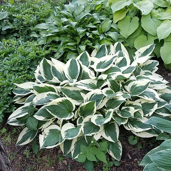 HostasDirect's tweet image. More Fall Price Reductions! - mailchi.mp/hostasdirect/m…