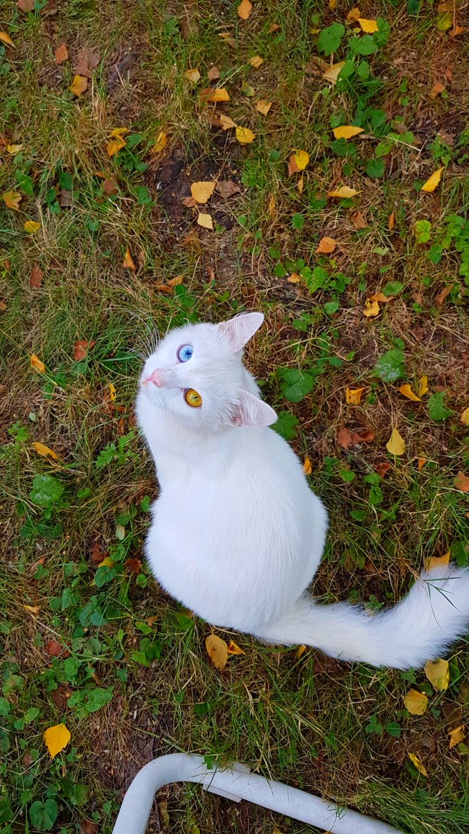 RealEsther77's tweet photo. @gerbil_loupgaro Mittlerweile haben wir wieder neuen Zuwachs. 😊 https://t.co/dA9ZecHc0R