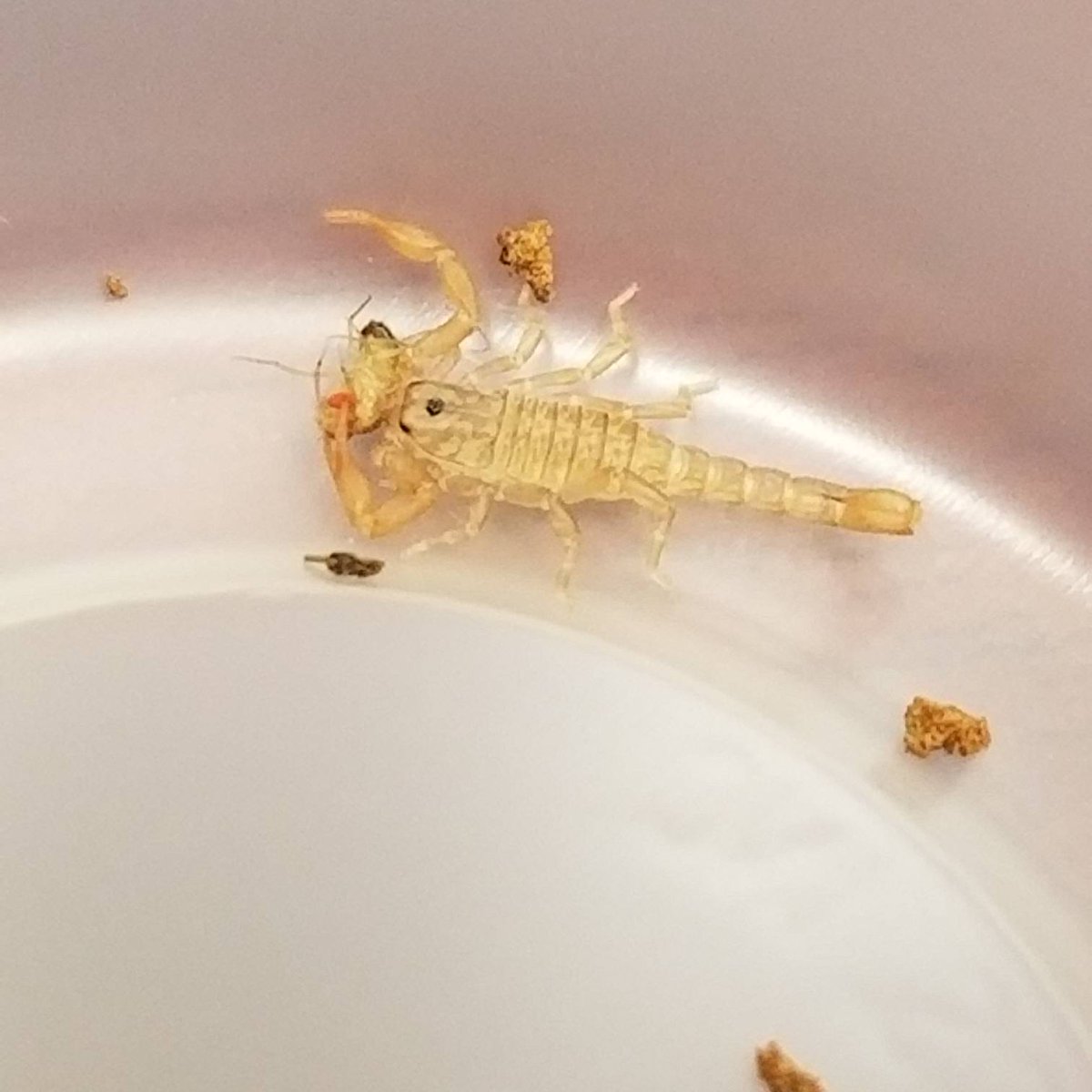 UrbanIPM's tweet photo. Hungry baby!

#scorpion #fruitfly

#AgriLife #extension #TravisCounty #entomology https://t.co/ykf8lt8h1t