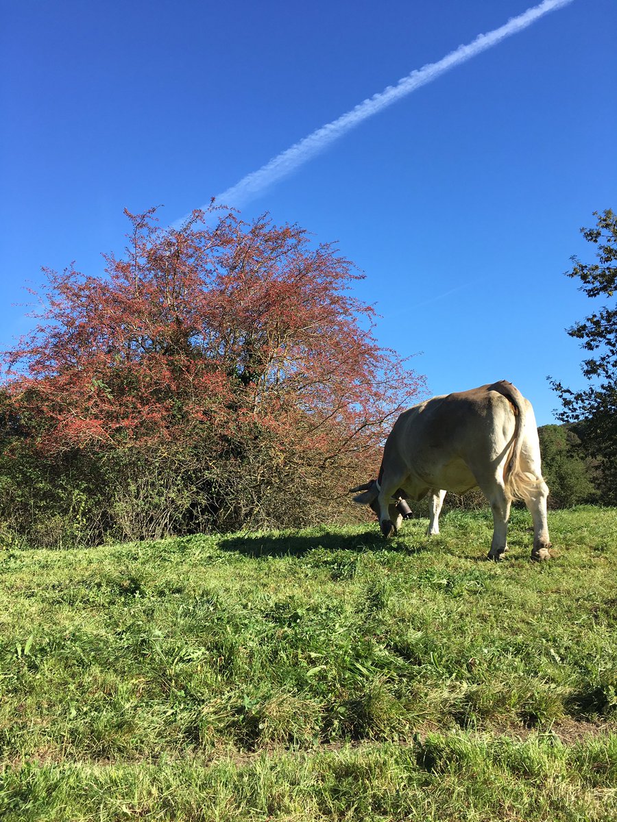 PolloRoses's tweet photo. Magnífica excursió amb els companys entre-setmanals pels voltants del Cabrerès,
hi tornarem segur!!
#collsacabra #osona #cabrerès #aiats #cabrera #estupendo https://t.co/QpzNDHUGFD