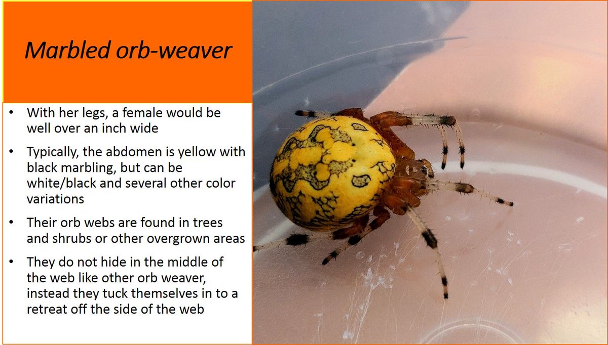 Jonathan Larson On Twitter I Named This Marbled Orb Weaver