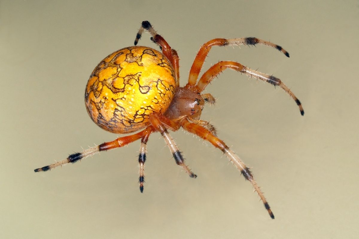 Jonathan Larson On Twitter I Named This Marbled Orb Weaver