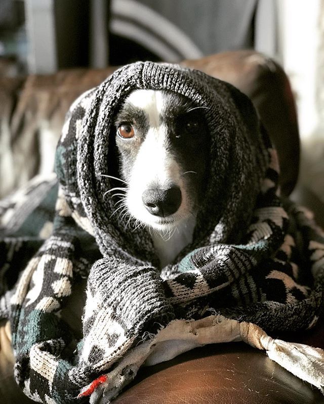 WhiskeyCorgi's tweet photo. Fall is here! 🍁🍂 Time for sweater weather &amp; pumpkin spice puppuccino. #PSL - - - - - -
#Puppy #corgiaddict #cardigan #corgi #dogsofinstagram #pnwcorgi #pnw #pumpkinspiceandeverythingnice #wtf #dogslife #dogs #welshcardigancorgi #sweaterweather #sniff… https://t.co/TrYD9NvZr7 https://t.co/qivImF5OvL