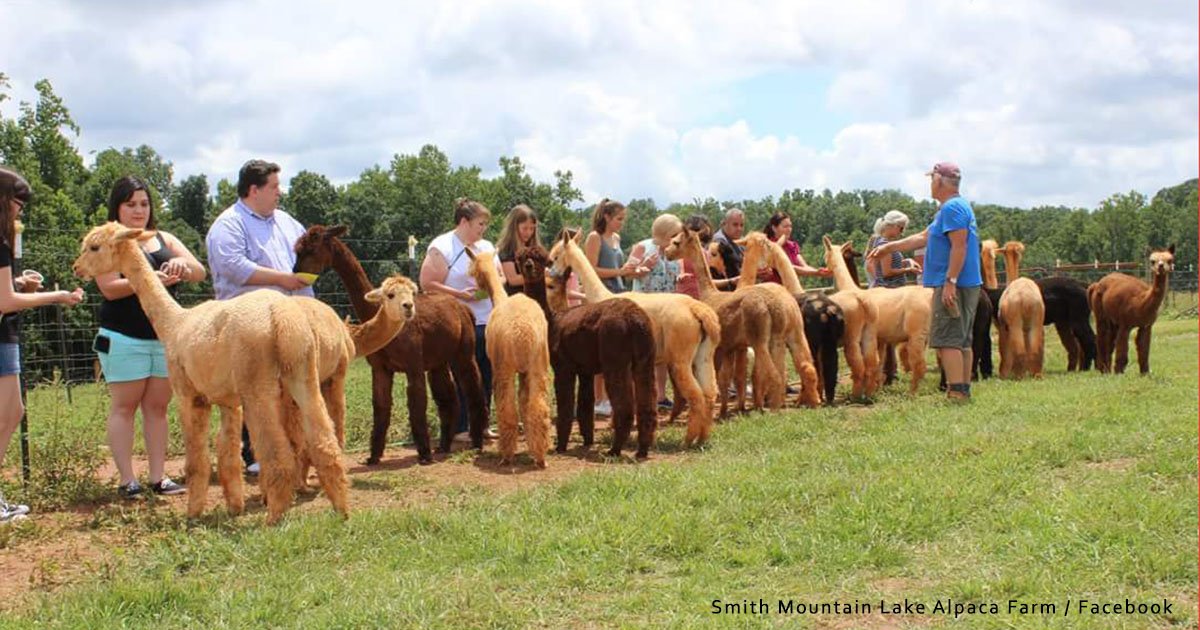 This weekend, <a href="/Pacabella/">Pacabella</a> in Wirtz &amp; Smith Mountain Lake Alpaca Farm in Hardy will join #alpaca farms across the nation in celebrating #NationalAlpacaFarmDays. Visit their farms for special activities, live demonstrations, farm #tours &amp; info on alpaca livestock &amp; textile industry.