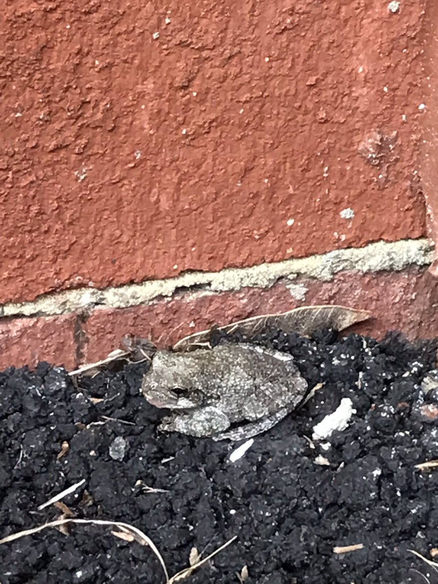 KinderFunwithPeng tweet media