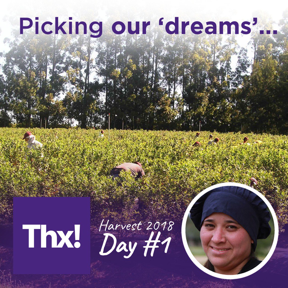 thx_dreams's tweet photo. Harvest has begun, we are starting to make dreams come true!

#blueberries #thxdreams #harvest #mairasdream https://t.co/s5uLiL5KMD