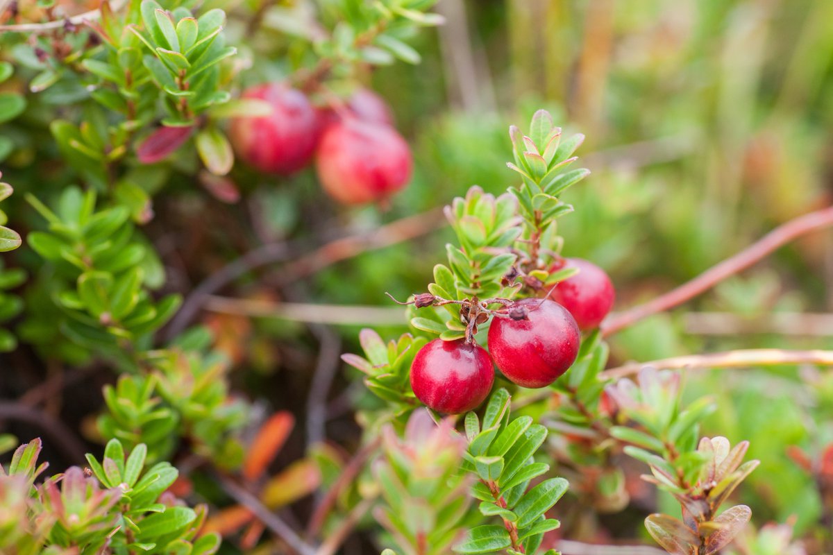waddentweets's tweet photo. Een nieuwe kaper op de kust voor het aardgas onder #Terschelling! Lees meer: https://t.co/awbzALolWR #SamenTegenGas #OnsGetij #projectcranberry https://t.co/BIQUbkGj5p