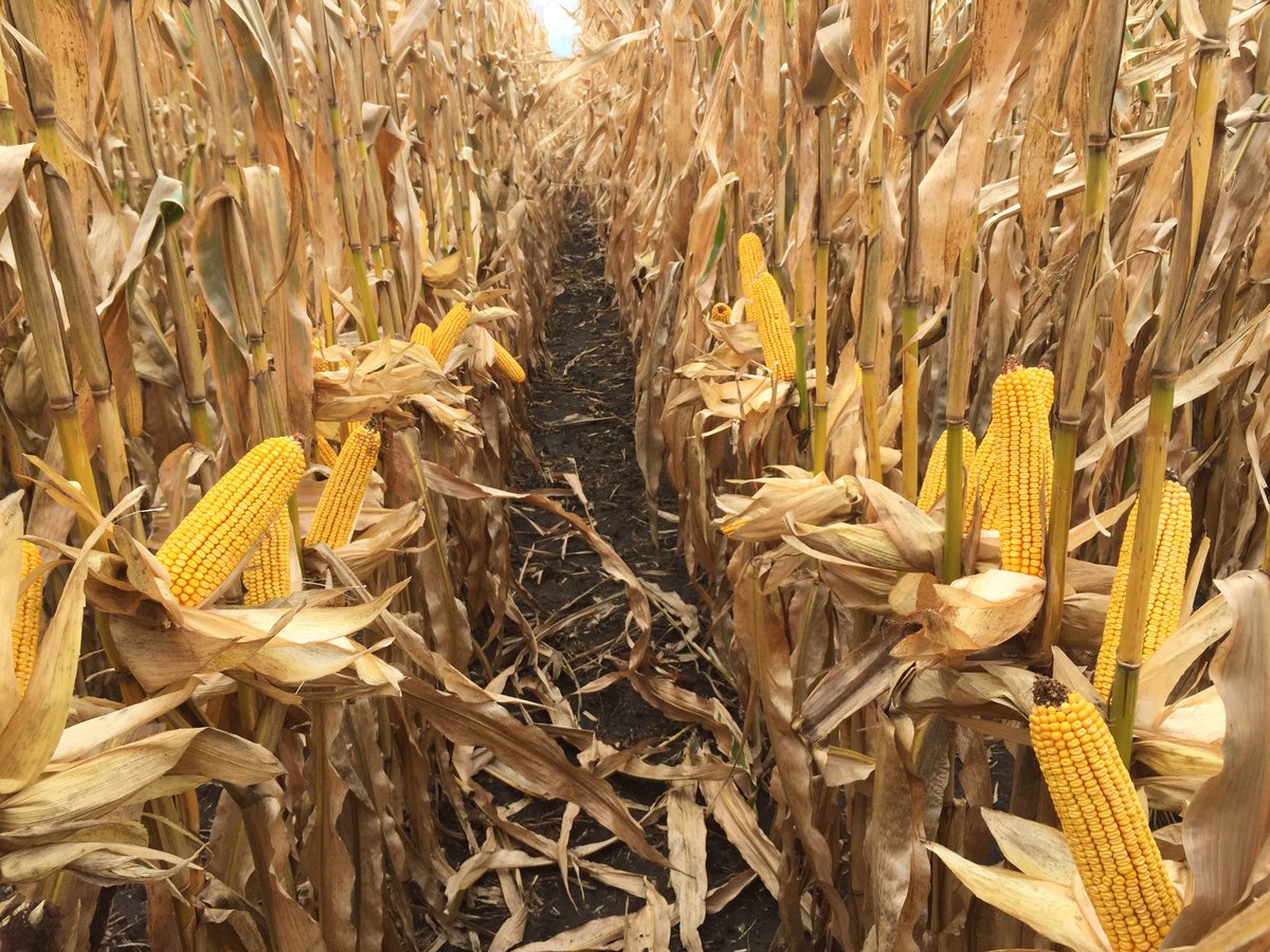 jason_leerar's tweet photo. Channel’s new 99 day 199-11 VT2PRIB looking good north of Swea City, Iowa https://t.co/fy6Uuhtrtj