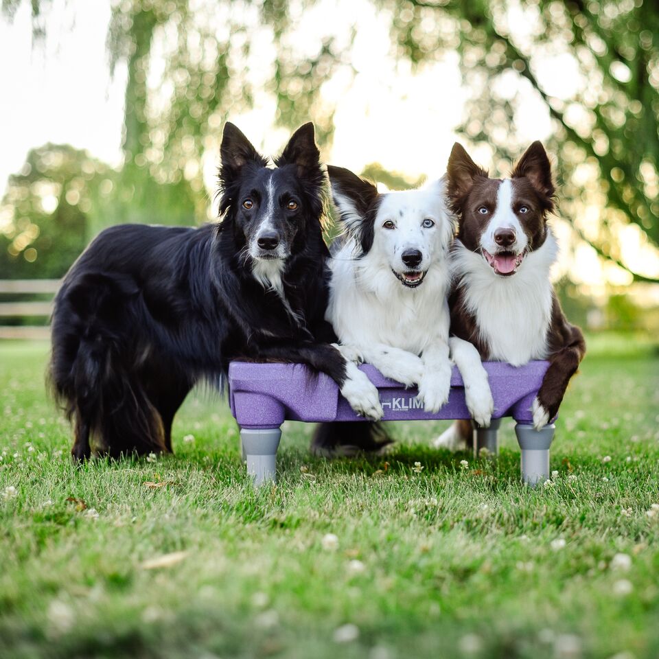 Blue-9 Pet Products tweet media