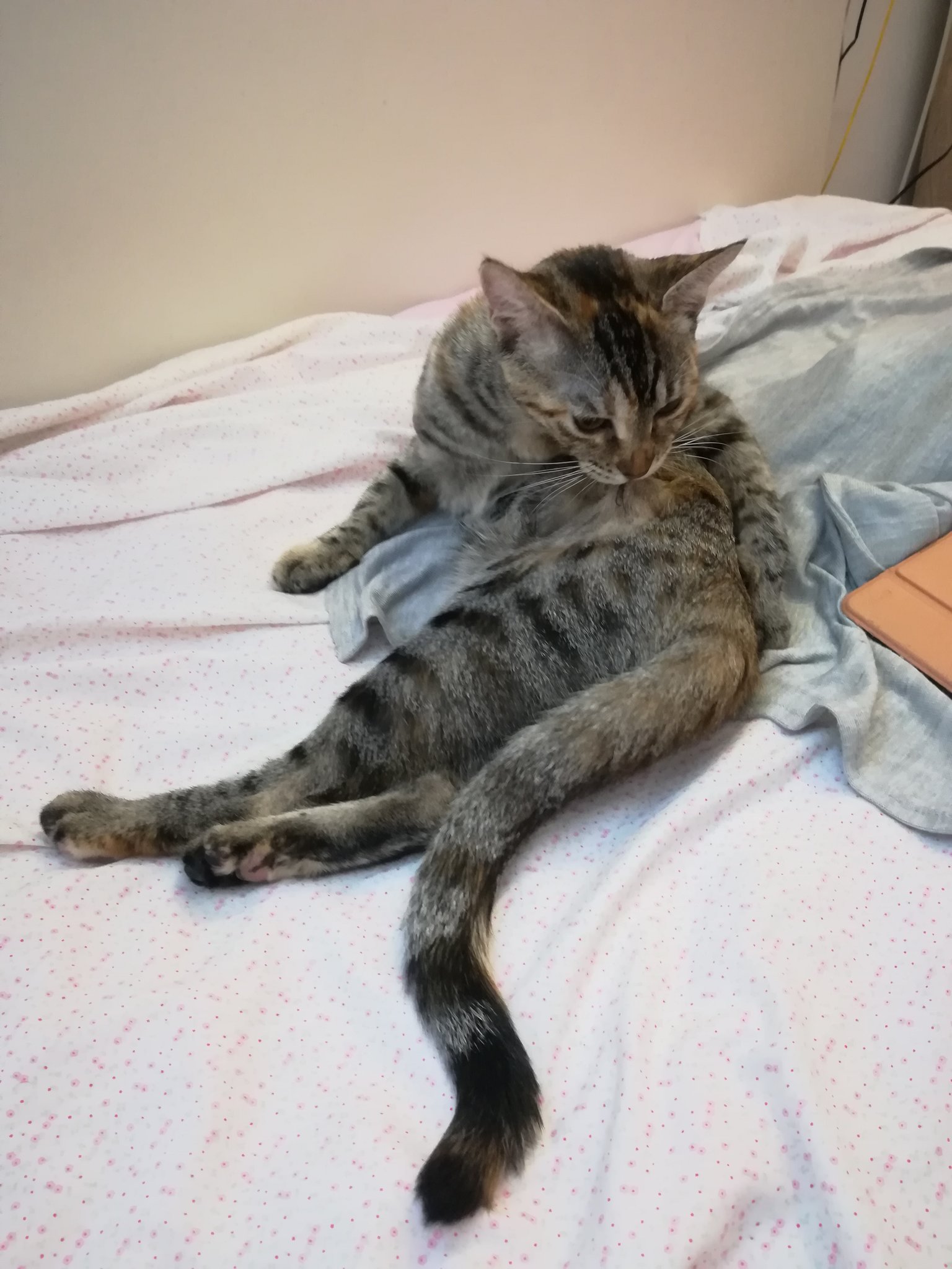 Nana スペイン留学無料お手伝いします V Twitter スペイン猫のしっぽは長い というか 日本猫のしっぽが短いらしい 昔 しっぽの 長い猫は妖怪になると言われていたから しっぽの短い猫を大切にするうちにそれが日本猫スタイルになったとか じゃあ あなたは