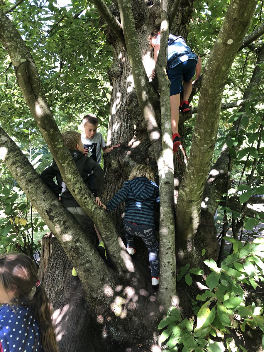 isabeautday's tweet photo. Teacher training day = great outdoor fun, den building, nature trails and generally having a great time @RogietPrimary @beechenhurst https://t.co/NnajhJR3eE