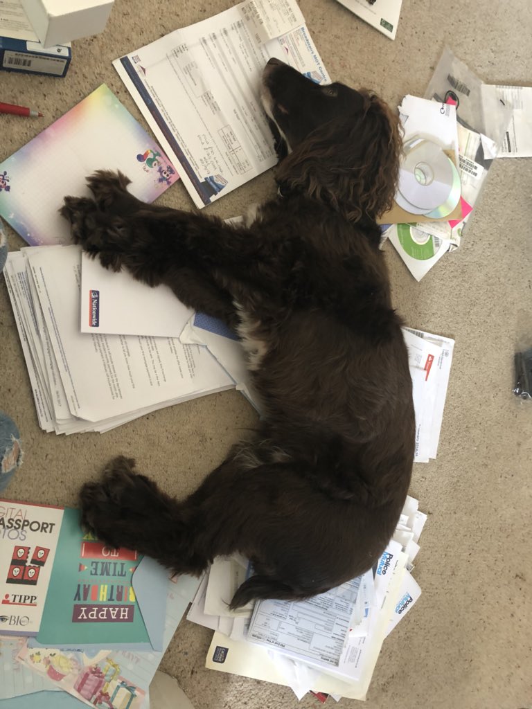 HannahClay84's tweet image. Was meant to be doing my shredding!! #spanielproblems