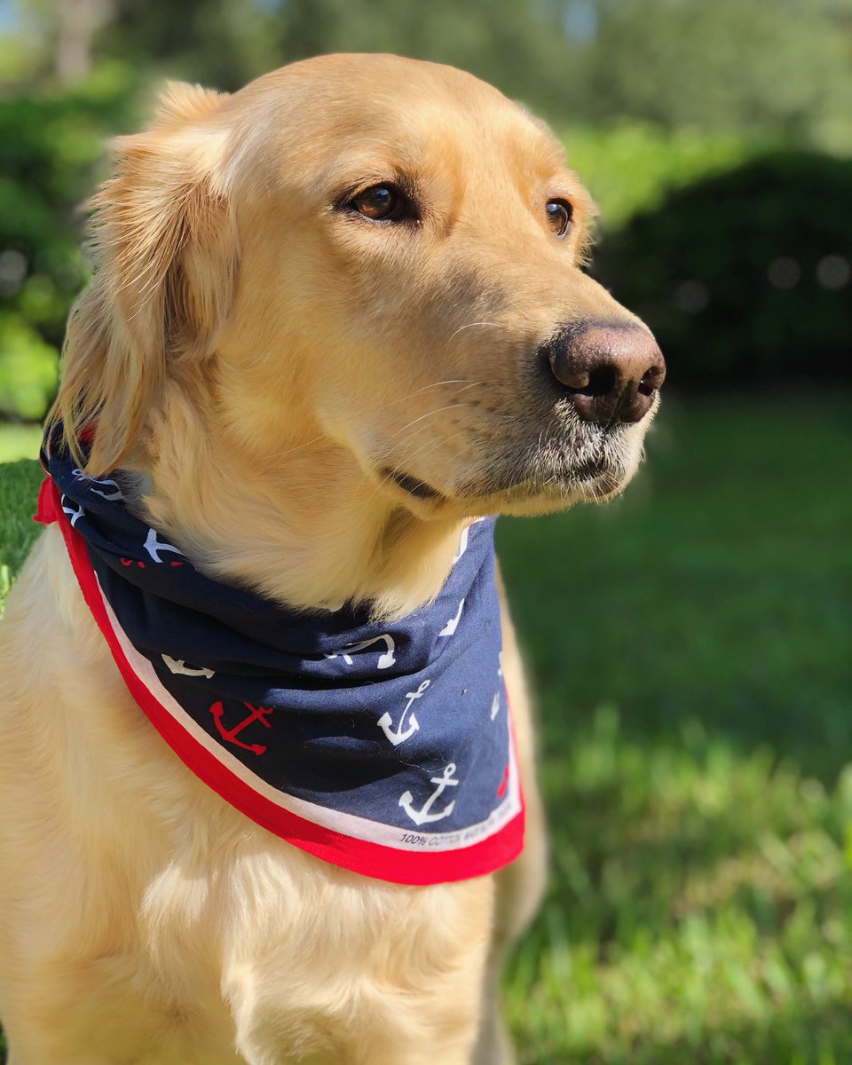 jjamiee2's tweet photo. I thought Twitter deserved to be bless with Delilah today #heytheredelilah #goldenretriever https://t.co/SGkr50G9U2