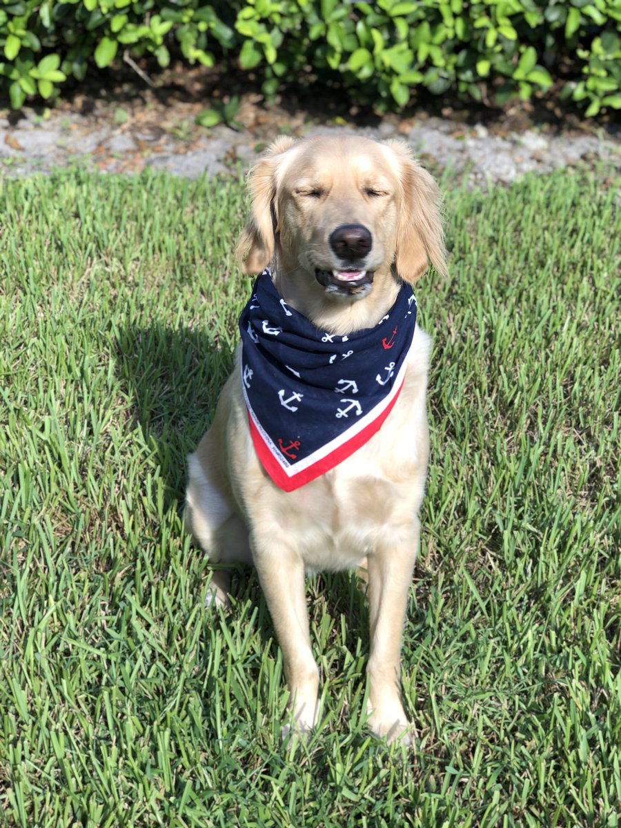 jjamiee2's tweet photo. I thought Twitter deserved to be bless with Delilah today #heytheredelilah #goldenretriever https://t.co/SGkr50G9U2