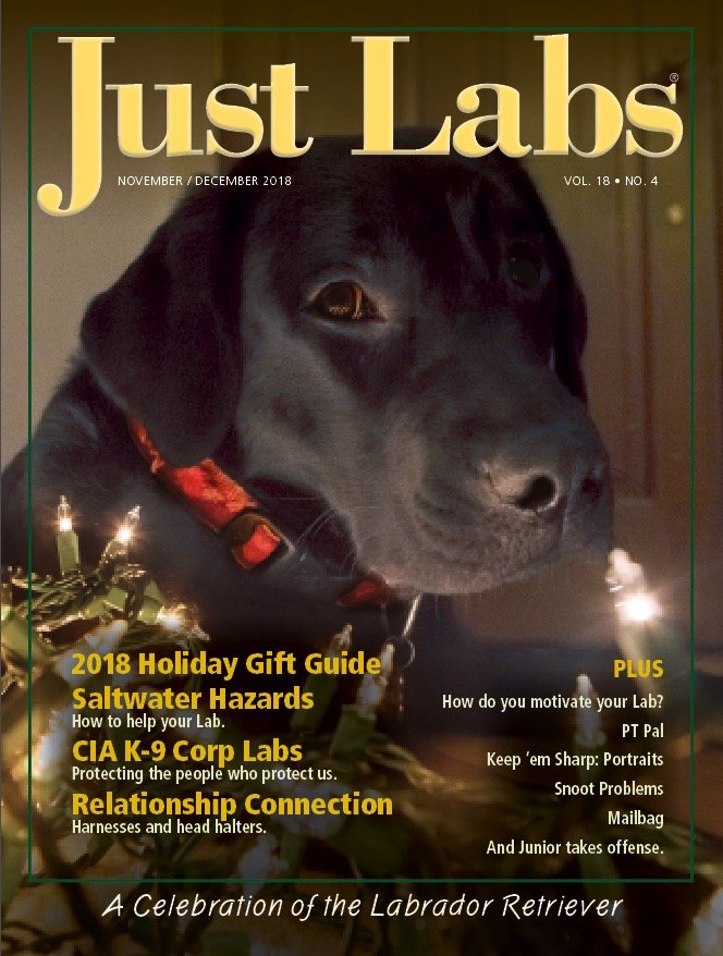 JustLabs's tweet photo. The holidays are coming up too quickly! Here's our November/December cover! #justlabs #labradorsofinstagram #Christmas2018 https://t.co/wjmeT0VuIi