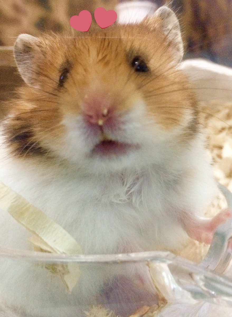 YuuCame's tweet photo. 2018.9.23。

なったん🐹がお星様になりました。

お迎えをしたのが、2016.5.3。
家族になって2年4ヶ月過ぎ。

大切な愛おしい、可愛くって大好きな なったんは、いつも愛くるしい笑顔で私に沢山の幸せをくれました。

今まで可愛がってくれた皆様、本当にありがとうございました。

#なったん https://t.co/iI47ZNTF0j