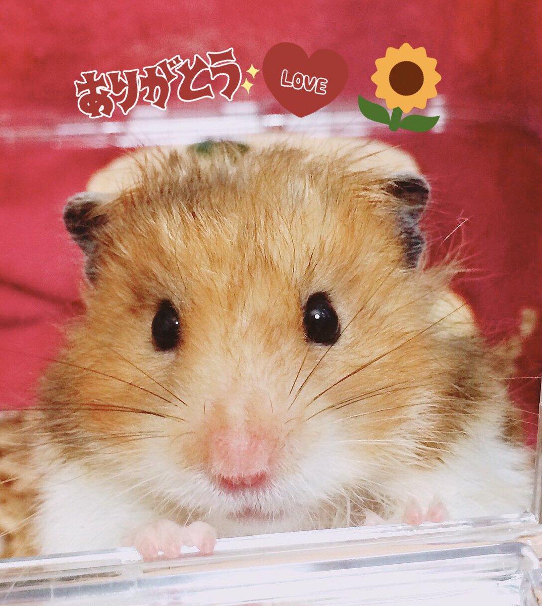 YuuCame's tweet photo. 2018.9.23。

なったん🐹がお星様になりました。

お迎えをしたのが、2016.5.3。
家族になって2年4ヶ月過ぎ。

大切な愛おしい、可愛くって大好きな なったんは、いつも愛くるしい笑顔で私に沢山の幸せをくれました。

今まで可愛がってくれた皆様、本当にありがとうございました。

#なったん https://t.co/iI47ZNTF0j