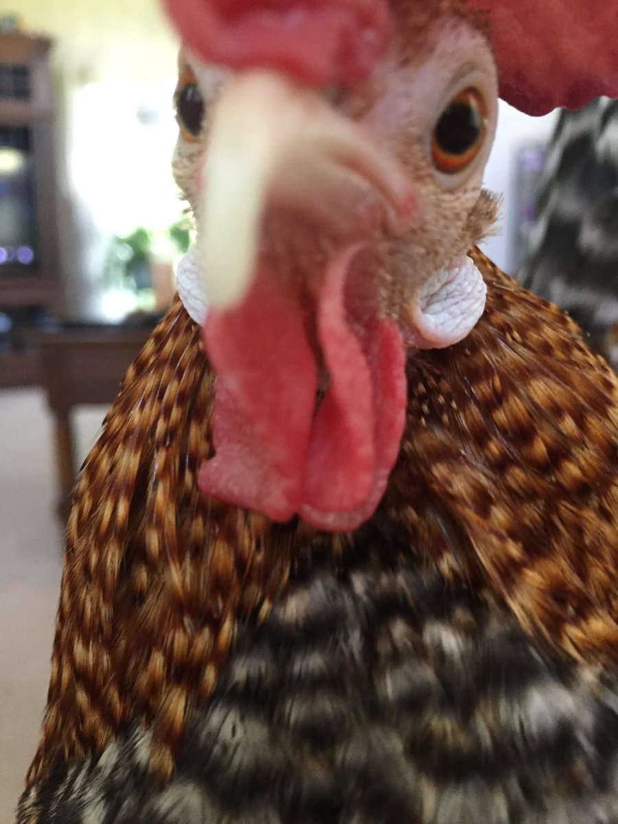 comm_eu's tweet photo. @Sheaa_  Yew answered correctly. Dr. Smith goes to Moroccow all de time. I keep askinb him too take me wif him, but he says chickens can’t fwy on pwanes. https://t.co/N81DnBIgDn