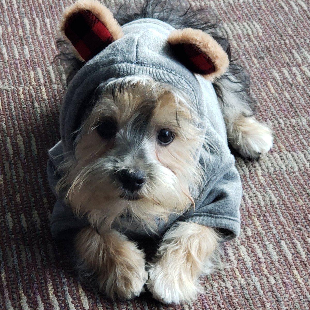 JustCuriousPoe's tweet photo. I LOVE HIM...that is all...
#SavageWinstonTaylor #StudioChillin https://t.co/5R5Yd6jTIv