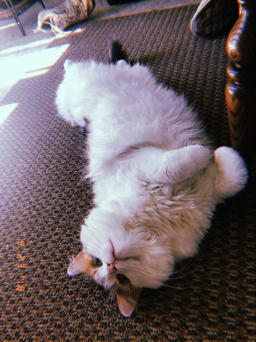 Welcome back for furry friend Friday! Today we're checking in on Butters, who is doing quite well. In this photo you can see her acting natural in front of the camera and not intentionally posing at all📸