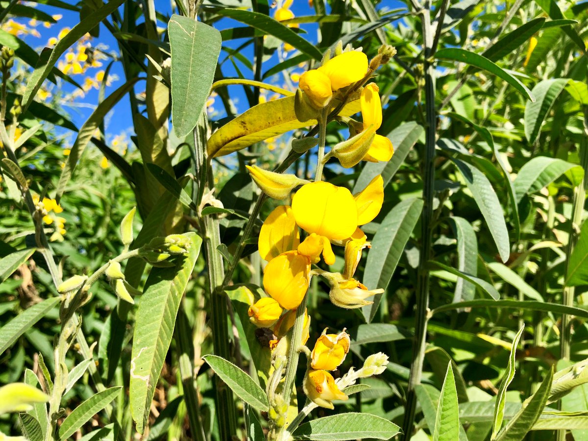 OsceolaPlantDr's tweet photo. Strolling through the Sunn Hemp in Hastings. This summer cover crop can increase organic matter, provide nitrogen and doesn't harbor nematodes. Growers can take advantage of these benefits in low fertility sandy soils with 8-12 weeks of frost-free conditions. #covercrops @UF_IFAS https://t.co/bfgL0ARDwC