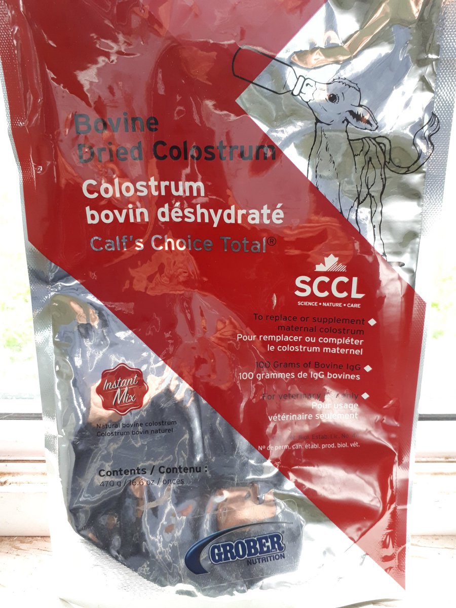 Little heifer calf born 2 weeks early gets a boost with dried colostrum @allen_emma181 <a href="/GroberNutrition/">Grober Nutrition</a>