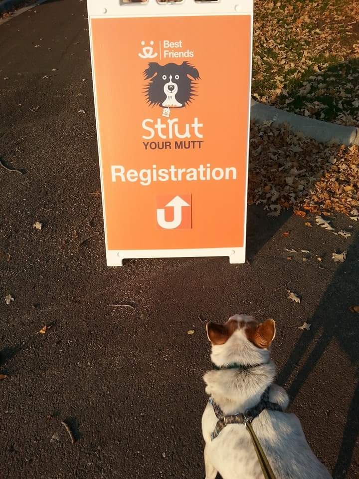 AllDogRescueMN tweet media