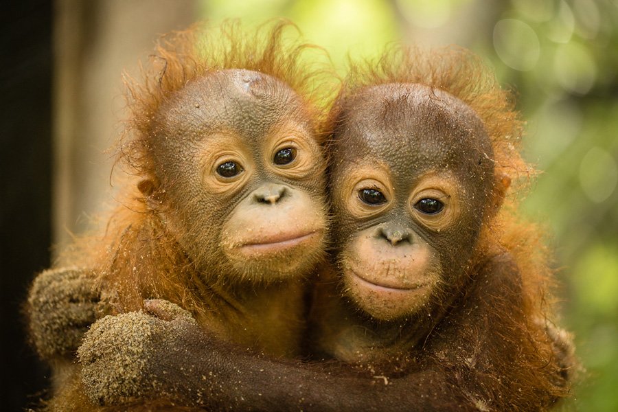 CITES's tweet photo. Malaysia: #Orangutans among 400 animals en route to Thailand saved as Customs officials foil high-seas smuggling bid, 3 suspected Indonesian #wildlife traffickers arrested https://t.co/A3w4e0Qpa6 via @stcom #EndWildlifeCrime #EndWildlifeTrafficking https://t.co/WVVxtGDRcI