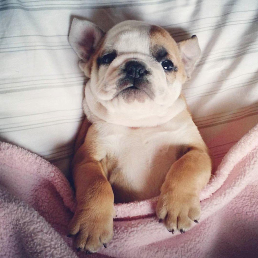 DoggyOverload tweet media