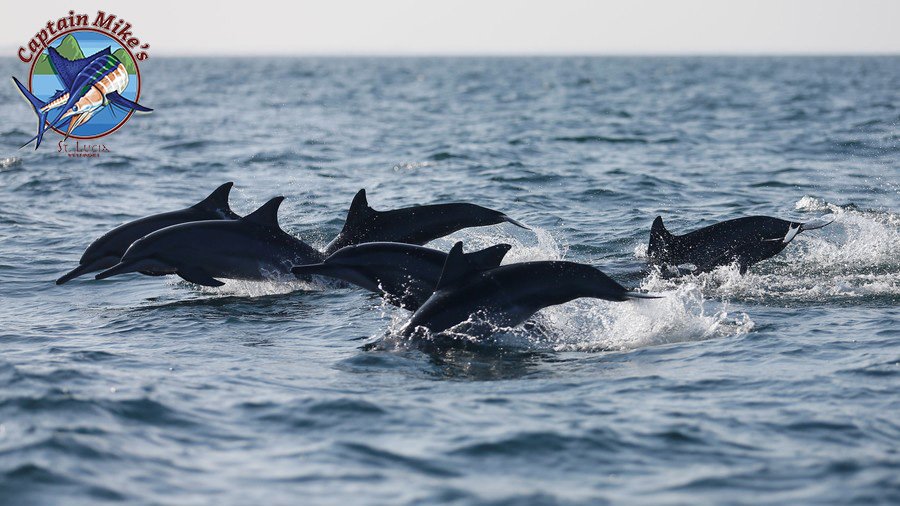 What better way to start the weekend than Dolphin watching here with us at Captain Mikes . 
#CaptainMikes #Fishing #Fishinglife #Whalewatching #Dolphinwatching #AtSea #Happylife