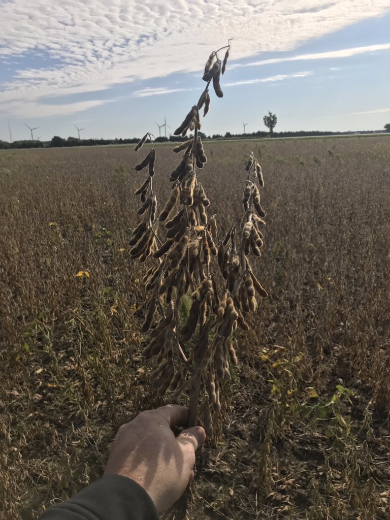 SegRums Ag is super excited about this <a href="/DEKALB_Canada/">DEKALB Canada</a> beauty! DKB21-11 Xtend variety catching a lot of attention around the Blenheim area, dripping with pods in all fields we’ve been looking at.