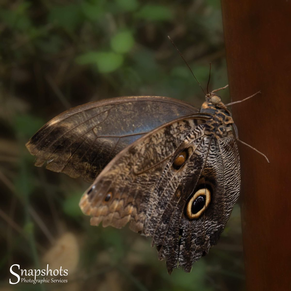 Day 271 - An actual butterfly this time

#day271 #365dayphotochallenge #photooftheday #CanonEOS80D📷 #snapshotsps #snapshotsPhoto5 #photographicrestorations #creativephotography #butterfly #canonEF2470F4L #stratfordbutterflyfarm