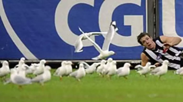 Magpies vs Eagles in the #AFLGF - it's an all-avian matchup. That's pretty crazy, dude. Let's go to the aviary.