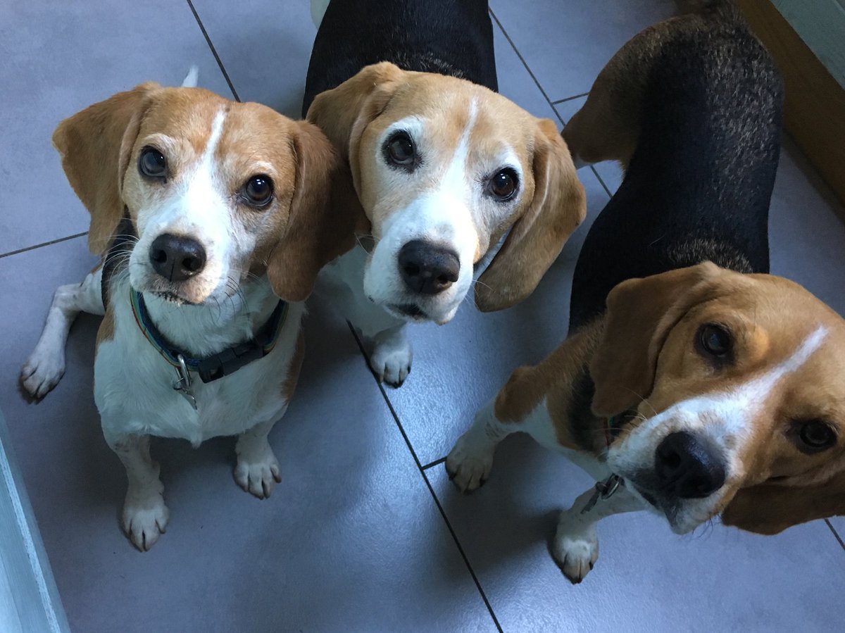 Me (right) and <a href="/_poppycoffee_/">Poppy ☕️</a> in the middle and my little big brother Alvin on the left 👌
Us boys are both ex street dogs from Cyprus 💕 
Poppy is a Beagle welfare dog 
Life is amazing!