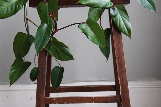 Foliage Friday 2018 🌱✨.
•
I terribly miss them...😔.
🌱: Philodendron erubescens - Red Emerald Philodendron
•
#pdx #portland #oregon #stripon6th #greenculture #lifearoundplants #creativespace #houseplantclub #plantparenthood #plantinginportland #br… ift.tt/2OhO0en