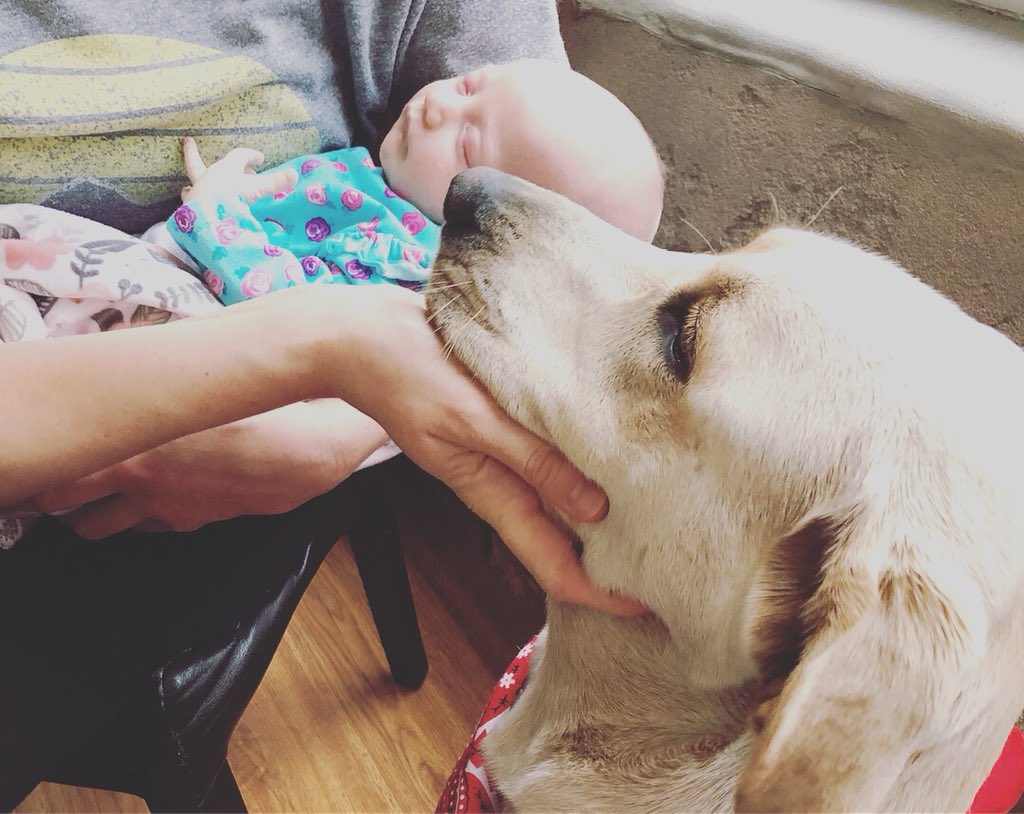 jesseterrymusic's tweet photo. Since Lily's birth, my goofy, beautiful boy has suddenly become a family watch-dog, neighborhood snoop & big brother! He's still a total goof-ball, but he has a job description now, that he takes VERY seriously:)
#savealab #savealabrescue #reallove #rescuedog https://t.co/1PEGWQ9yFj