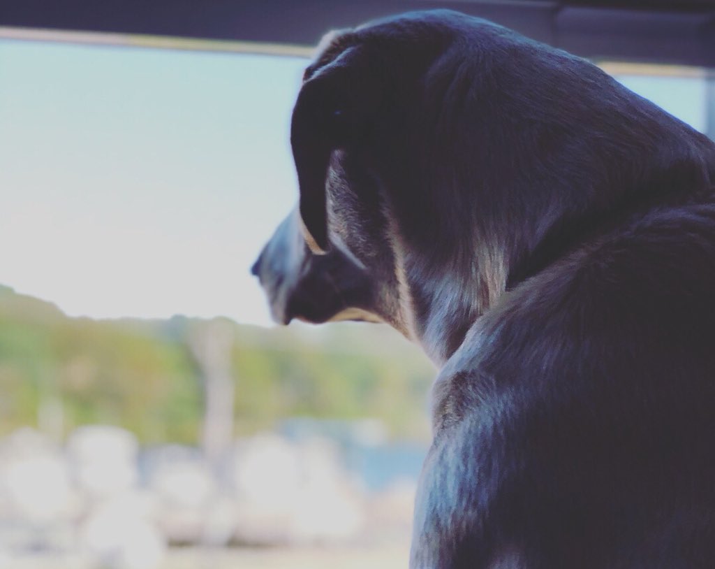 jesseterrymusic's tweet photo. Since Lily's birth, my goofy, beautiful boy has suddenly become a family watch-dog, neighborhood snoop & big brother! He's still a total goof-ball, but he has a job description now, that he takes VERY seriously:)
#savealab #savealabrescue #reallove #rescuedog https://t.co/1PEGWQ9yFj