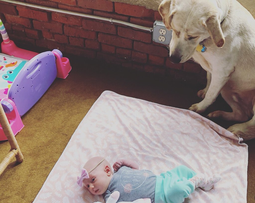 jesseterrymusic's tweet photo. Since Lily's birth, my goofy, beautiful boy has suddenly become a family watch-dog, neighborhood snoop & big brother! He's still a total goof-ball, but he has a job description now, that he takes VERY seriously:)
#savealab #savealabrescue #reallove #rescuedog https://t.co/1PEGWQ9yFj