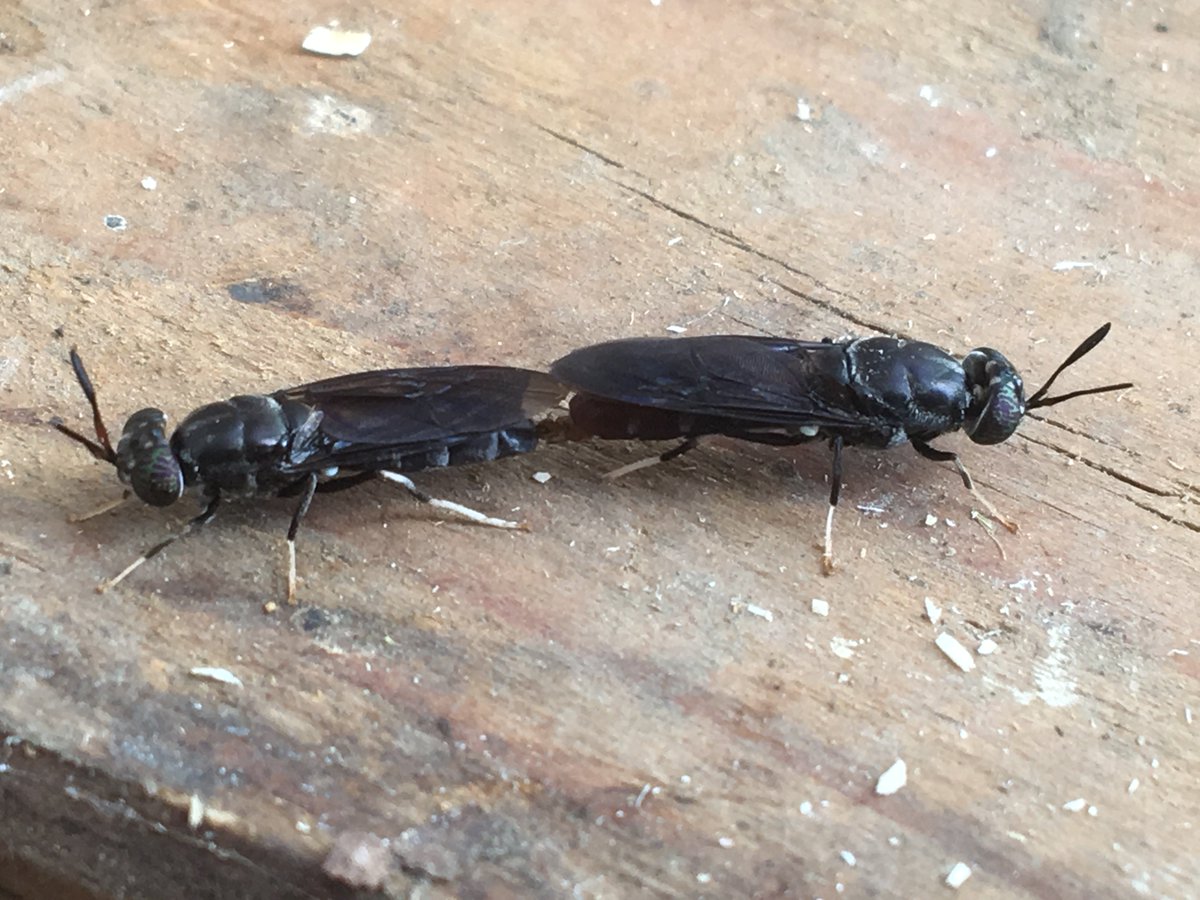 Inspro_UK's tweet photo. #BlackSoldierFly mating in the autumn sun! https://t.co/3E5YrK8eIC