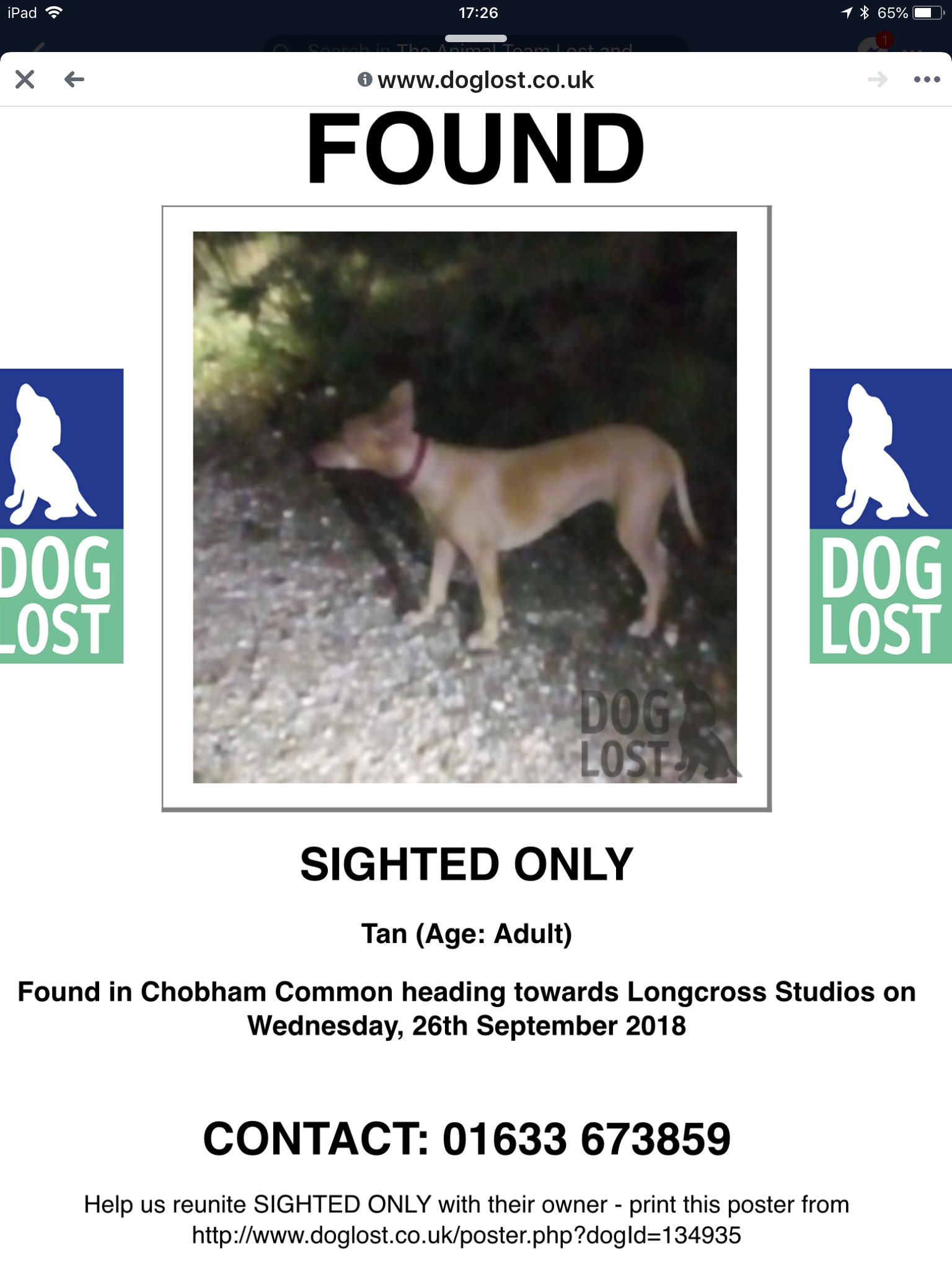 chobham dog rescue