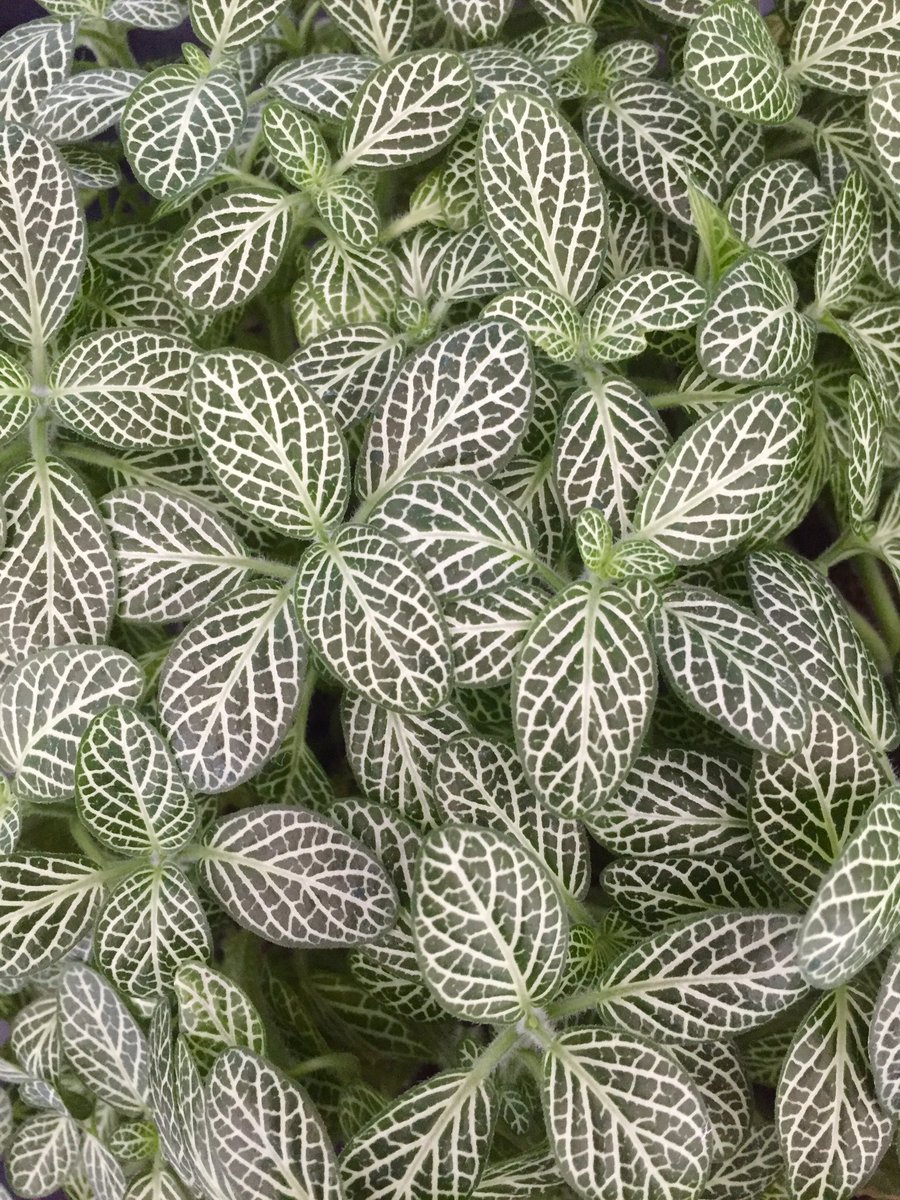 plants_house's tweet photo. • How To Care For Fittonia • 👩🏽‍🌾🍀
(a.k.a nerve plant)

⛅ Happiest in mild sunlight
💦 Prefers moist soil
💤 Faints when it's not well hydrated.
🕰 A weekly watering (from below) works well for me

#urbanjunglebloggers #houseplants  #plantlovers https://t.co/Mwa7LoSfwl