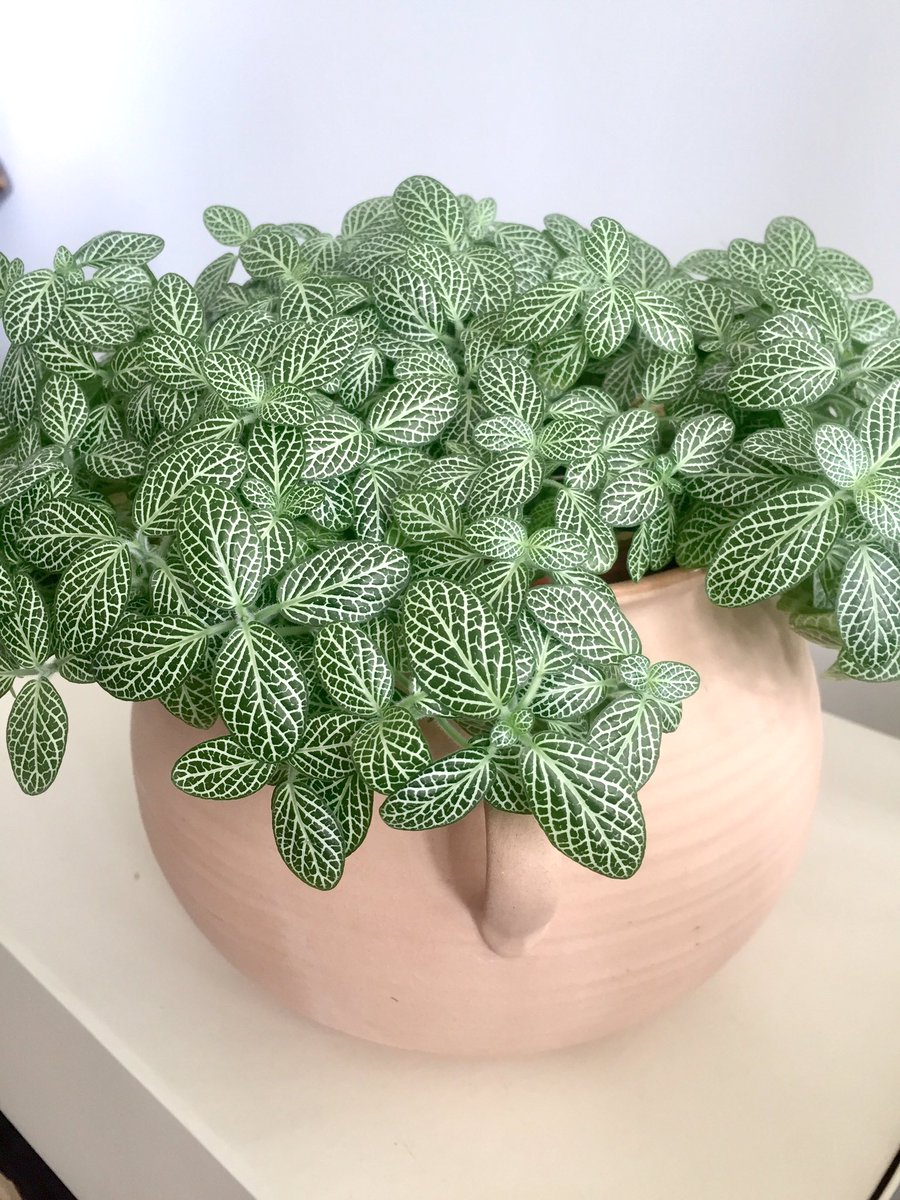 plants_house's tweet photo. • How To Care For Fittonia • 👩🏽‍🌾🍀
(a.k.a nerve plant)

⛅ Happiest in mild sunlight
💦 Prefers moist soil
💤 Faints when it's not well hydrated.
🕰 A weekly watering (from below) works well for me

#urbanjunglebloggers #houseplants  #plantlovers https://t.co/Mwa7LoSfwl