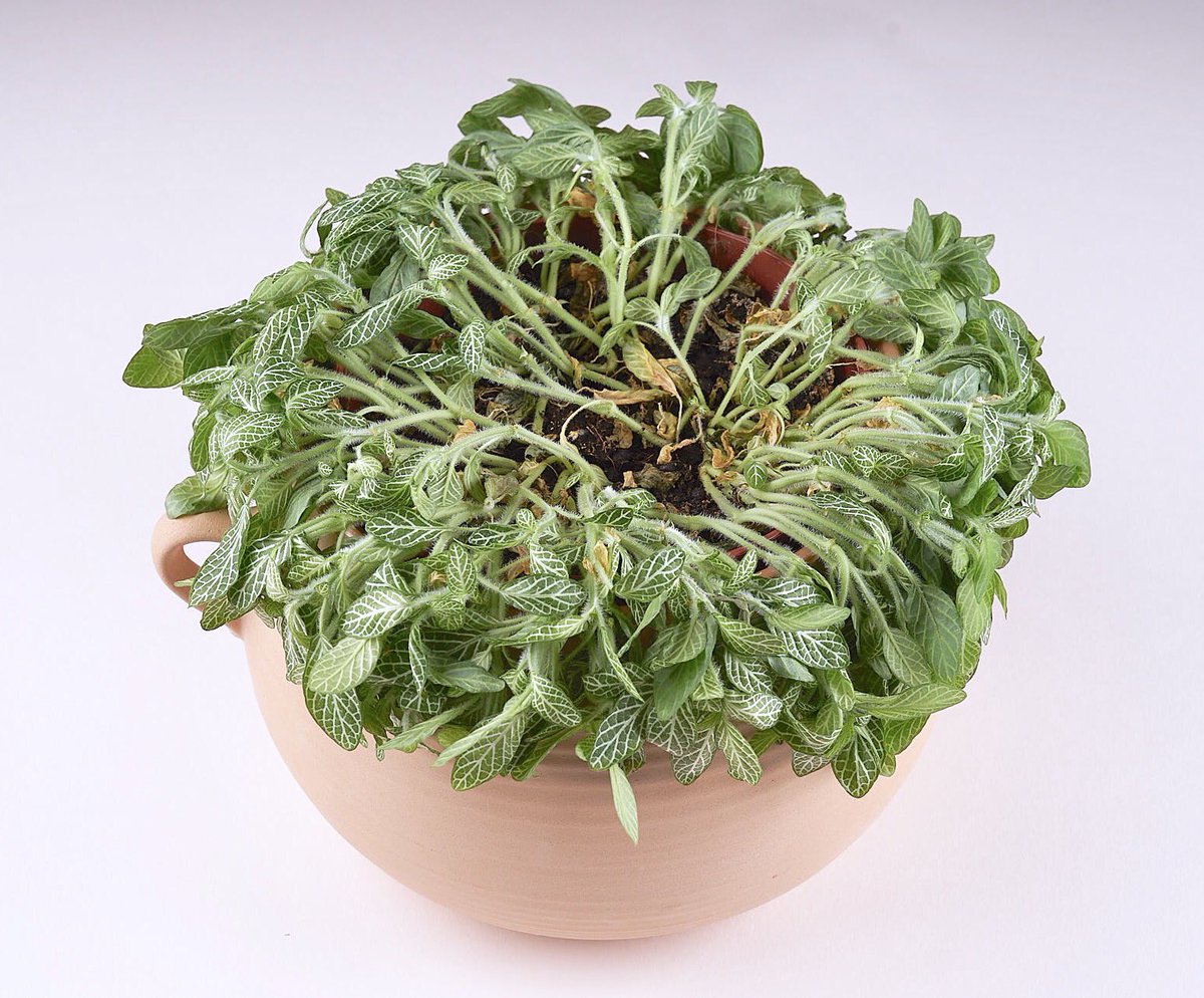 plants_house's tweet photo. • How To Care For Fittonia • 👩🏽‍🌾🍀
(a.k.a nerve plant)

⛅ Happiest in mild sunlight
💦 Prefers moist soil
💤 Faints when it's not well hydrated.
🕰 A weekly watering (from below) works well for me

#urbanjunglebloggers #houseplants  #plantlovers https://t.co/Mwa7LoSfwl