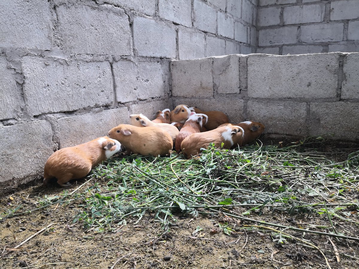 Agricultura_CZ2's tweet photo. #InfoMAG| Productores de la Asoc. Río Blanquillo de la parroquia Cayambe, recibe asistencia técnica veterinaria para cuyes entregados por medio del Proyecto #Foreccsa
#YoTambiénSoyAgricultor https://t.co/9XhM1V0XTW