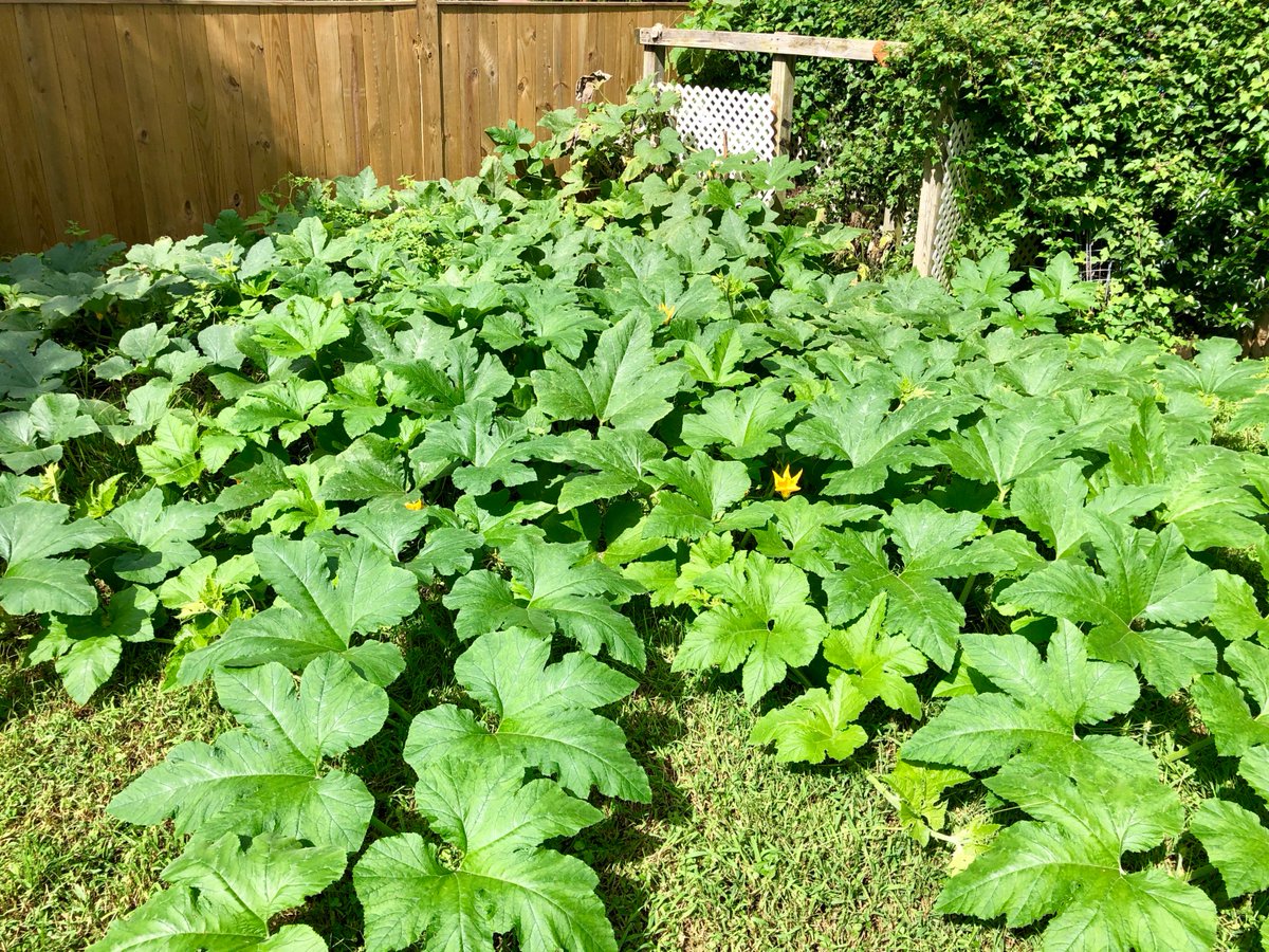 garylangham's tweet photo. A light-hearted moment for sanity's sake: A composted pumpkin has taken over the yard with at least 30 on the vine. We'll share the bounty with neighbors. https://t.co/EkYThiaRQb