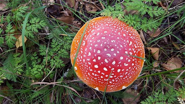 ellitoney's tweet photo. I love these beautiful little fairytale Alice in Wonderland mushrooms 😍 https://t.co/6dn3YVmVhs https://t.co/9kAF8ovecv