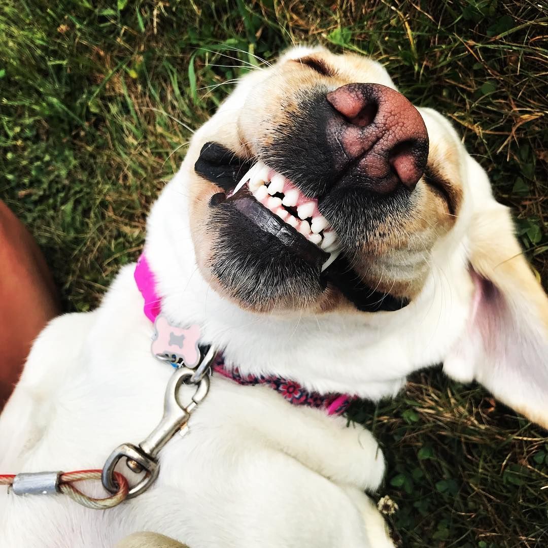 That moment when you realize it's finally Friday! What are you smiling about this weekend? 😁
#FridayFeeling #TGIF #FriYAY
📷: releasedguidedog/IG