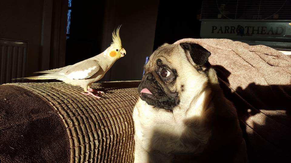 skuldhope's tweet photo. @dodo Arnold and Vinnie who are best friends....most of the time 🤣🤣 https://t.co/sdUw8qpOj4