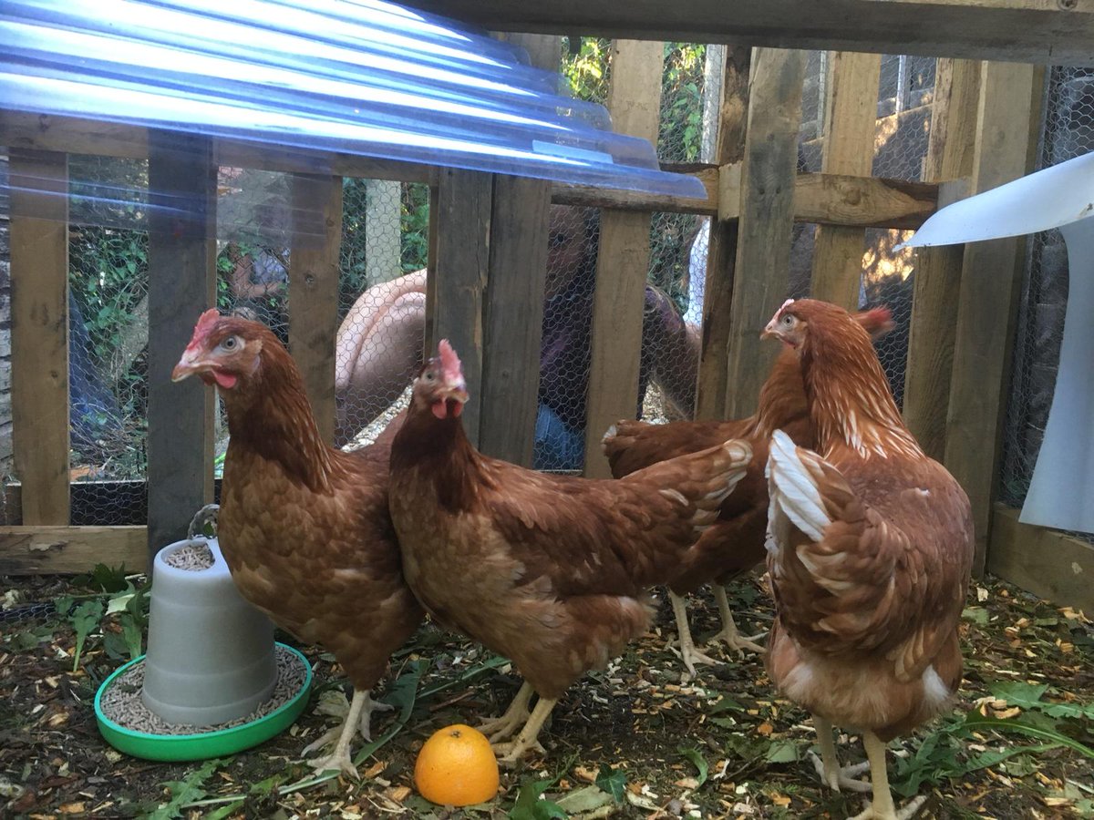 Inspro_UK's tweet photo. Our chickens loving #BlacksoldierFly and laying wonderful eggs! https://t.co/ke3wyxkx1M